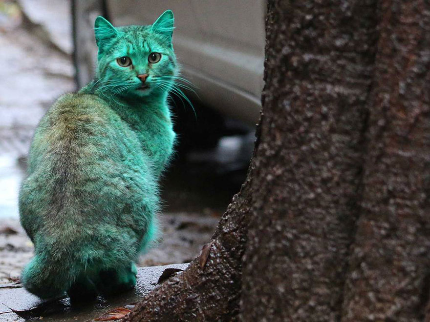 Bulgária, Várna, zöld macska