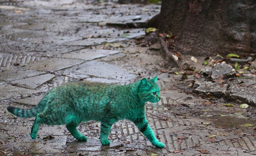 Bulgária, Várna, zöld macska