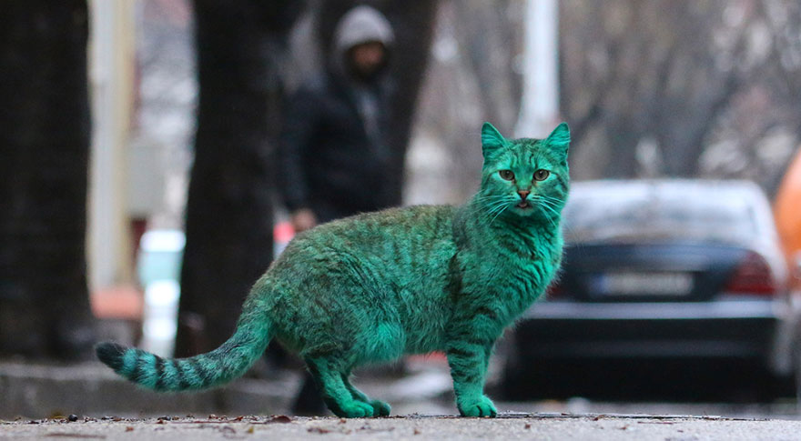 Bulgária, Várna, zöld cica