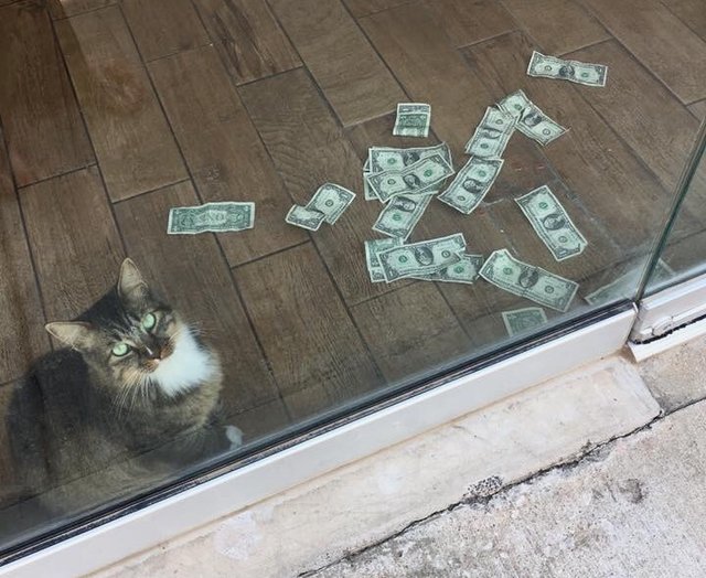 Egy vagon pénzt kapott egy macska - A hírek főutcája