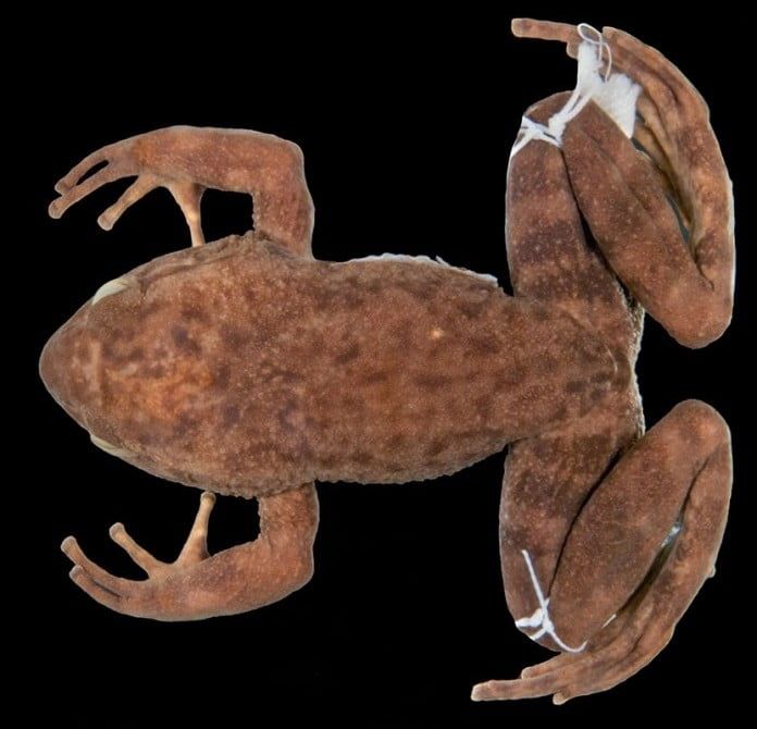 A Megaelosia bocainensis azonosítása igazi nyomozómunka volt.